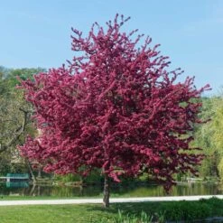Royalty Crabapple Tree -Plant Sales Store Royalty Crabapple 5 BB