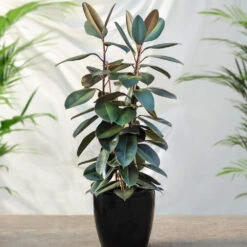 Air-Purifying House Plant Kit 11 Air-Purifying House Plant Kit -Plant Sales Store Rubber Tree FGT 41d06897 7e64 4438 9d3a fd7a33808734