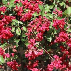 Ruby Prince™ Emerald Empire® Crape Myrtle Tree 7 Ruby Prince™ Emerald Empire® Crape Myrtle Tree -Plant Sales Store Ruby Prince Crape Myrtle 1