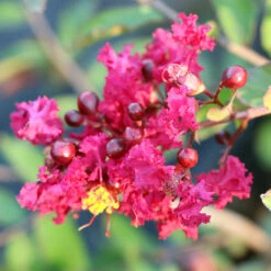 Ruby Prince™ Emerald Empire® Crape Myrtle Tree 9 Ruby Prince™ Emerald Empire® Crape Myrtle Tree -Plant Sales Store Ruby Prince Crape Myrtle 3