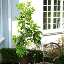 Ruby Red Grapefruit Tree -Plant Sales Store Ruby Red Grapefruit 8