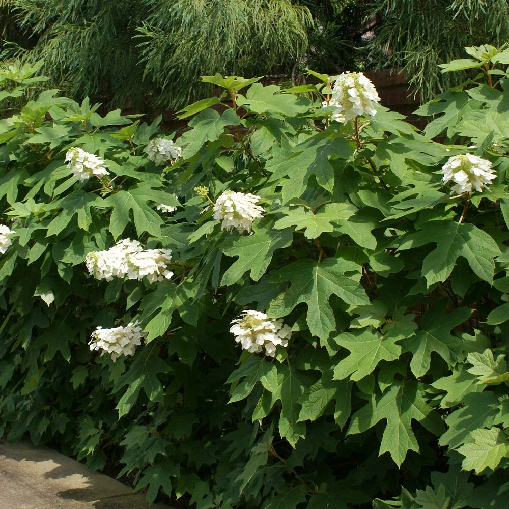 Ruby Slippers Hydrangea Shrub 3 Ruby Slippers Hydrangea Shrub - Image 3