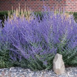 Plant Sales Store -Plant Sales Store Russian Sage 4