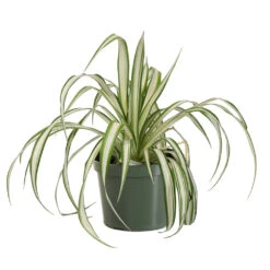 Spider Plant -Plant Sales Store SPI PLA1
