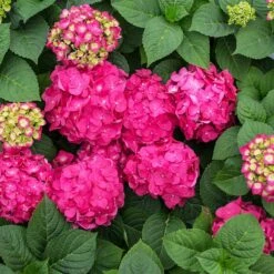 Endless Summer® Summer Crush® Hydrangea -Plant Sales Store SUmmer Crush Endless SUmmer Hydrangea 11 FGT