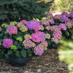 Endless Summer® Summer Crush® Hydrangea -Plant Sales Store SUmmer Crush Endless SUmmer Hydrangea 9 FGT