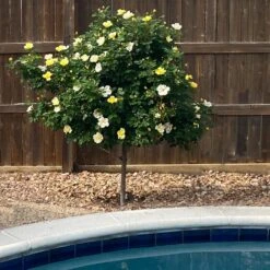 Sunny Knock Out® Rose Tree 6 Sunny Knock Out® Rose Tree -Plant Sales Store SUnny knockout Rose Tree 3