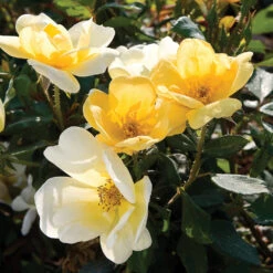 Sunny Knock Out® Rose Tree 7 Sunny Knock Out® Rose Tree -Plant Sales Store SUnny knockout Rose Tree 4 FGT