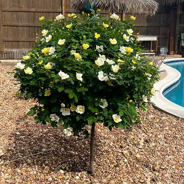 Sunny Knock Out® Rose Tree 1 Sunny Knock Out® Rose Tree