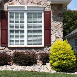 Sunshine Ligustrum Shrub 9 Sunshine Ligustrum Shrub -Plant Sales Store SUnshine Ligustrum 5