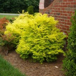 New Release -Plant Sales Store SUnshine Ligustrum 7
