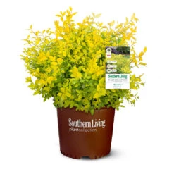 Sunshine Ligustrum Shrub 12 Sunshine Ligustrum Shrub -Plant Sales Store SUnshine Ligustrum 9
