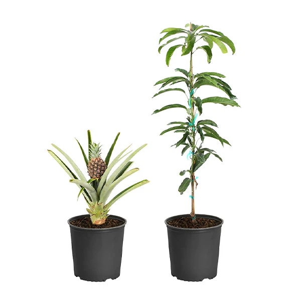 Salsa Kit 1 Salsa Kit