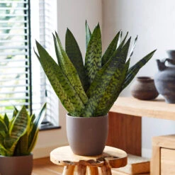 New Apartment House Plant Kit -Plant Sales Store Sansevieria Zeylandica 2 b962a2c6 7794 4c00 bcc0 44626111a514