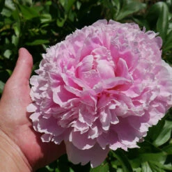 Sarah Bernhardt Peony 7 Sarah Bernhardt Peony -Plant Sales Store Sarah Bernhardt Peony 2