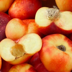 Donut Saturn Peach Tree 9 Donut Saturn Peach Tree -Plant Sales Store Saturn Peach Tree 1 c5562afa 6180 4bc9 93b7 f9f53b5d2cd0