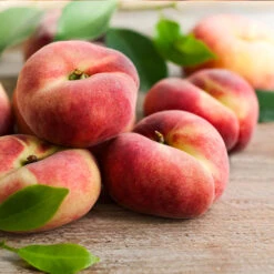 Donut Saturn Peach Tree 10 Donut Saturn Peach Tree -Plant Sales Store Saturn Peach Tree 3