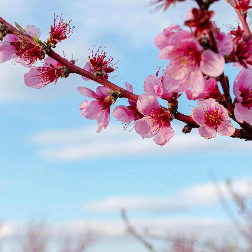 Donut Saturn Peach Tree 5 Donut Saturn Peach Tree - Image 5