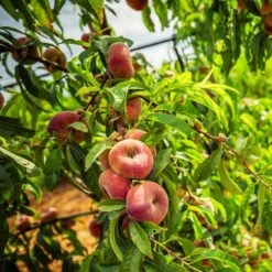 Saturn Peach Tree 8 Saturn Peach Tree -Plant Sales Store Saturn Peach Tree 5