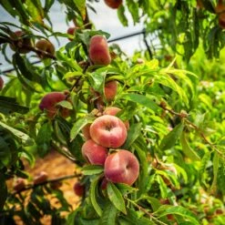 Donut Saturn Peach Tree 12 Donut Saturn Peach Tree -Plant Sales Store Saturn Peach Tree 5 21ea4320 798c 41bd 932e b7297febbf6c