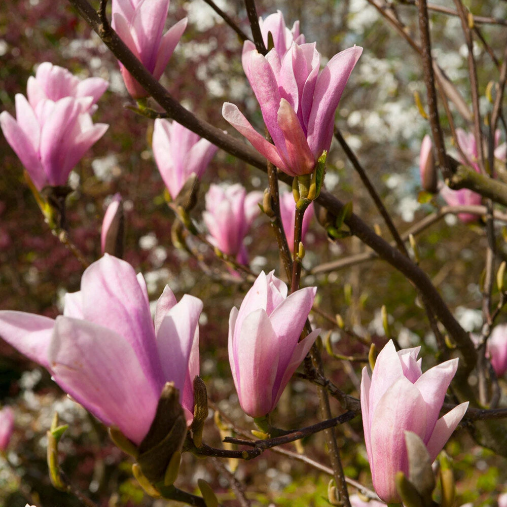 Saucer Magnolia Tree 3 Saucer Magnolia Tree - Image 3