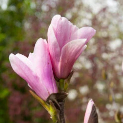Saucer Magnolia Tree 8 Saucer Magnolia Tree -Plant Sales Store Saucer Magnolia 3