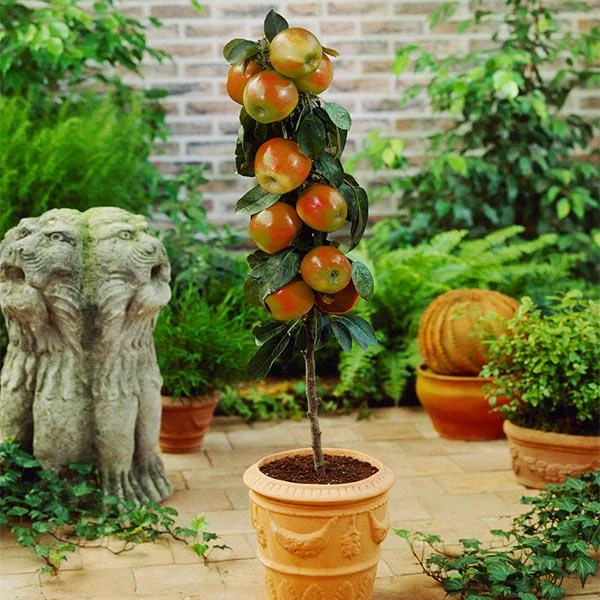 Scarlet Sentinel Columnar Apple Tree 1 Scarlet Sentinel Columnar Apple Tree