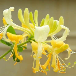 'Scentsation' Honeysuckle Vine -Plant Sales Store Scentsation Honeysuckle 4