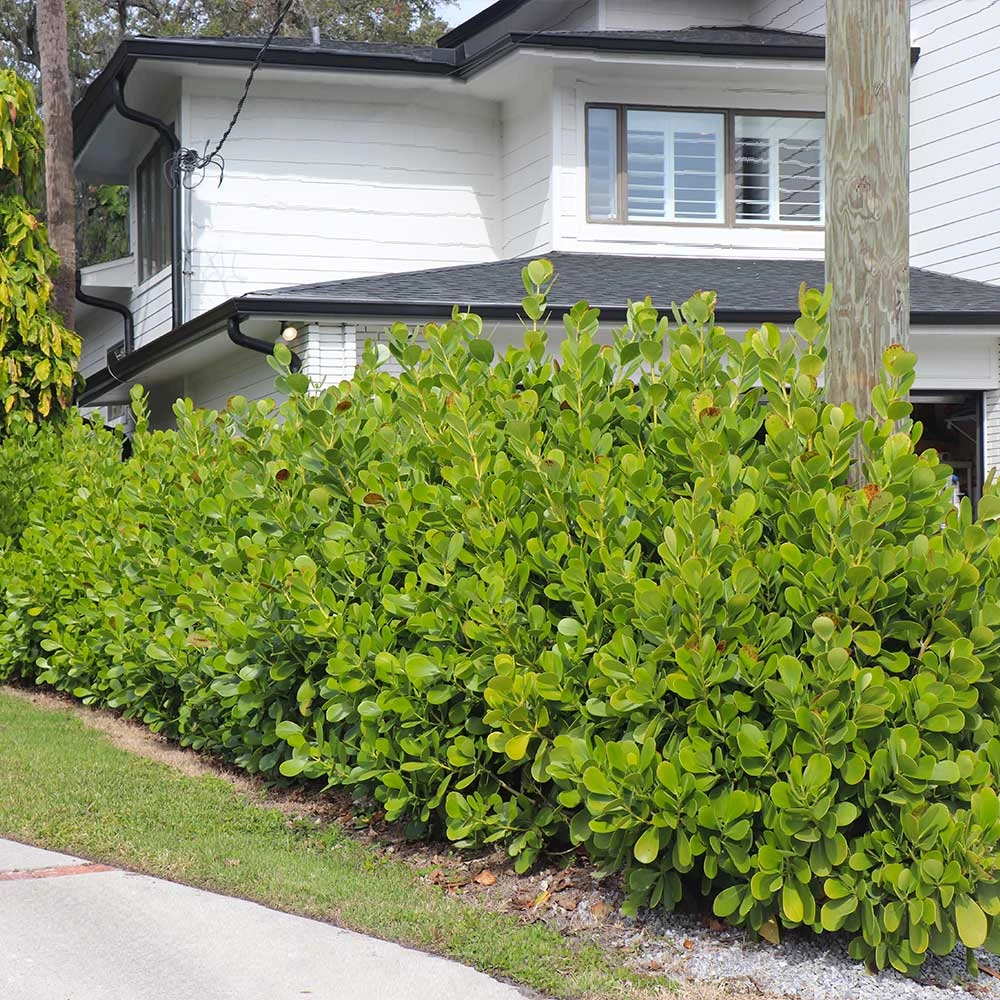 Sea Grape Bush 2 Sea Grape Bush - Image 2