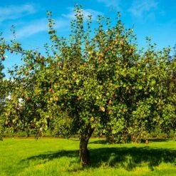 Seckel Pear Tree 7 Seckel Pear Tree -Plant Sales Store Seckel Pear 1