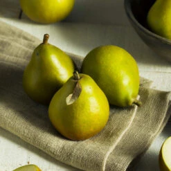 Seckel Pear Tree 8 Seckel Pear Tree -Plant Sales Store Seckel Pear 5