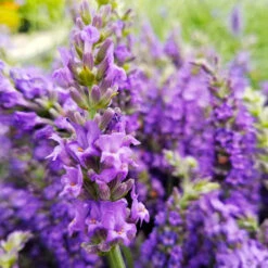 Sensational™ Lavender Plant 8 Sensational™ Lavender Plant -Plant Sales Store Sensational Lavender 10