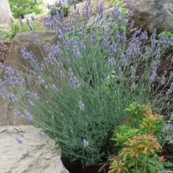 Sensational™ Lavender Plant 11 Sensational™ Lavender Plant -Plant Sales Store Sensational Lavender 11