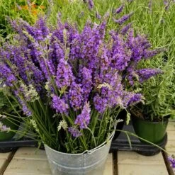 Plant Sales Store -Plant Sales Store Sensational Lavender 12