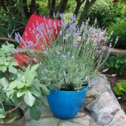 Sensational™ Lavender Plant 10 Sensational™ Lavender Plant -Plant Sales Store Sensational Lavender 5