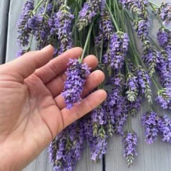 Sensational™ Lavender Plant 9 Sensational™ Lavender Plant -Plant Sales Store Sensational Lavender 8 FGT