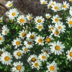 Becky Shasta Daisy 7 Becky Shasta Daisy -Plant Sales Store Shasta Daisy Becky 2 FGT