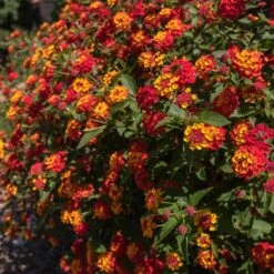 Shazam Lantana 5 Shazam Lantana -Plant Sales Store Shazam Lantana 2