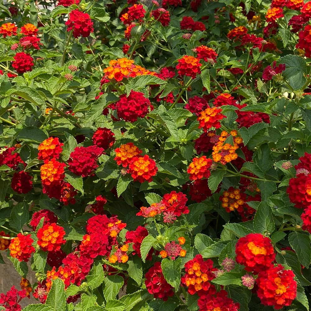 Shazam Lantana 2 Shazam Lantana - Image 2