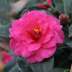 Camellia 'Shi-Shi Gashira' Shrub -Plant Sales Store ShiSHi Gashira Camellia 3 FGT