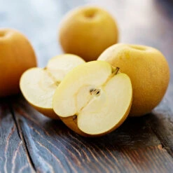 Shinseiki Asian Pear Tree -Plant Sales Store Shinseiki Asian Pear 5 FGT 5a5b3a9a ba1b 4c34 ab3a 649876b9efb2