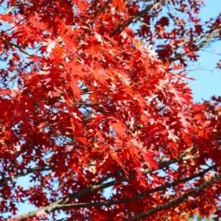 Shumard Oak Tree 7 Shumard Oak Tree -Plant Sales Store Shumard Oak 3