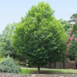 Silver Maple Tree -Plant Sales Store Silver Maple Tree 6