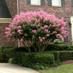 Sioux Crape Myrtle -Plant Sales Store Sioux Crape myrtle 2