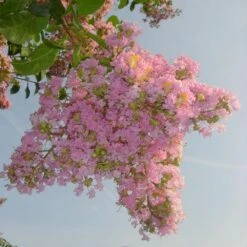 Sioux Crape Myrtle -Plant Sales Store Sioux Crape myrtle 4 FGT