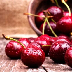 Skeena Cherry Tree 5 Skeena Cherry Tree -Plant Sales Store Skeena Cherry 4 FGT