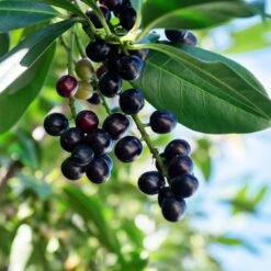 Skip Laurel -Plant Sales Store Skip Laurel 1 FGT