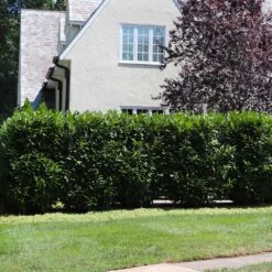 Skip Laurel -Plant Sales Store Skip Laurel 5