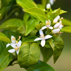 Smith Red Orange 9 Smith Red Orange -Plant Sales Store Smith Red Orange 7
