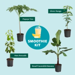 Smoothie Kit -Plant Sales Store SmoothieKitGraphic